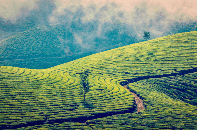 Exploring Munnar: Where Tea Gardens Meet the Clouds